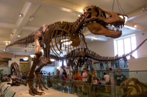 show part of the museum. Tyrannosaurus rex in the american museum of natural.