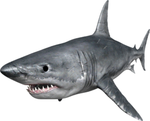 Shark, National Geographic Encounter: Ocean Odyssey