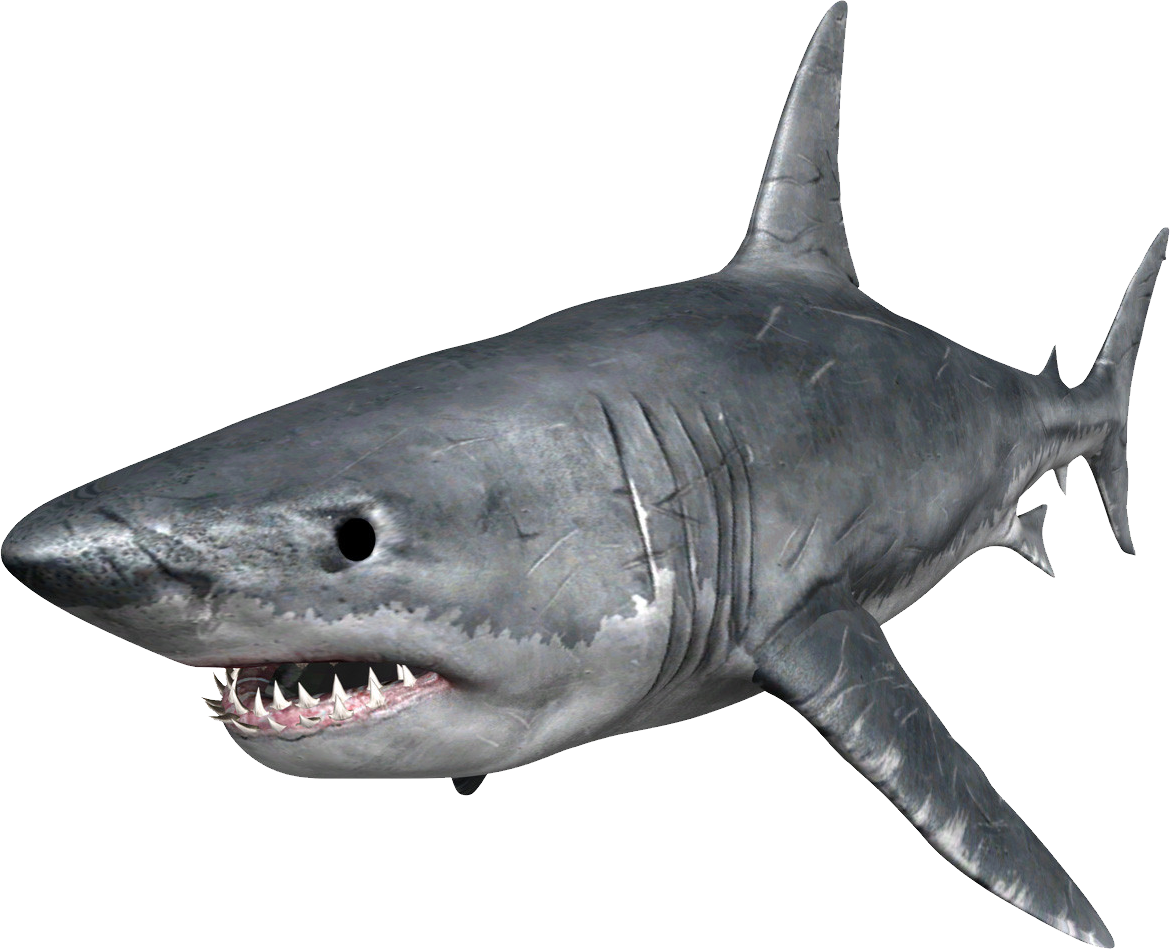 Shark, National Geographic Encounter: Ocean Odyssey
